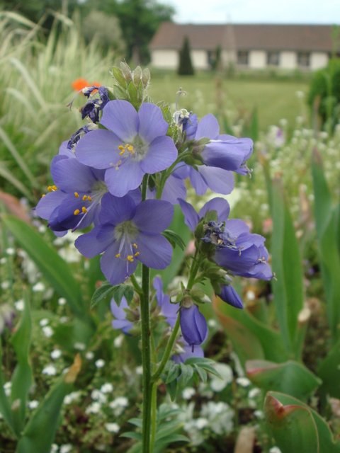 Polemonium caeruleum